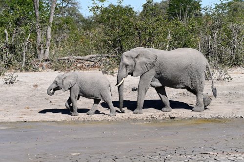 Moremi Game Reserve (Botswana) - Deux éléphants près d'une mare de boue dans le secteur de South Gate(VO-25-0973 B.jpg)